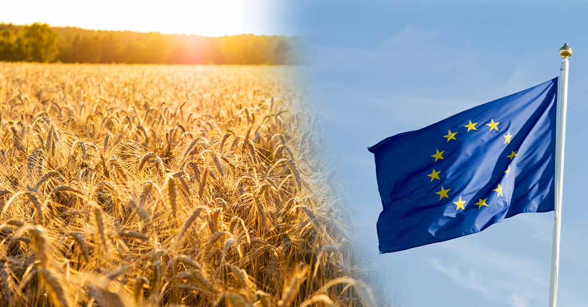 Ett fält med havre bredvid en EU-flagga