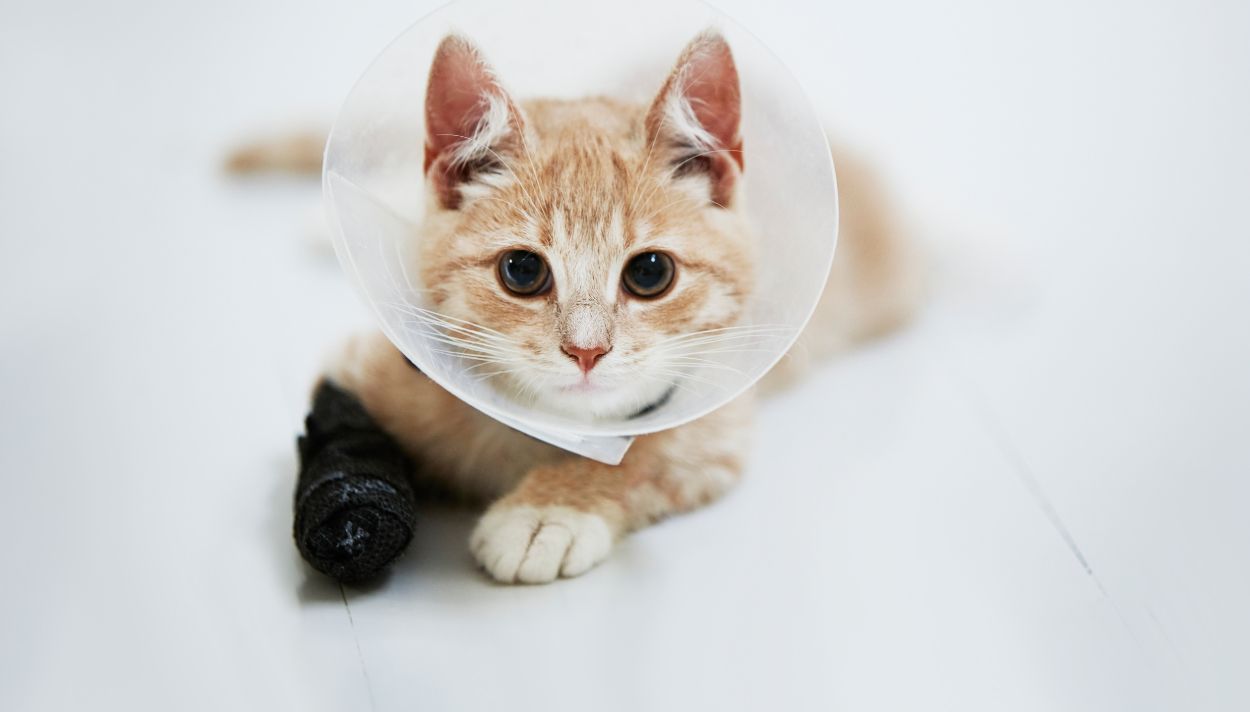 Bild på katt efter veterinärbesök.