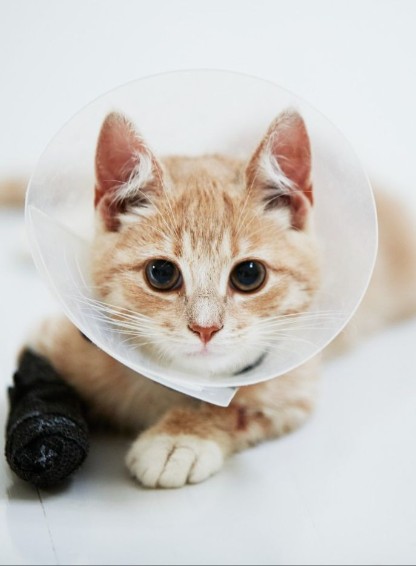 En katt med tratt och bandage.